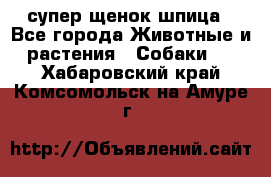супер щенок шпица - Все города Животные и растения » Собаки   . Хабаровский край,Комсомольск-на-Амуре г.